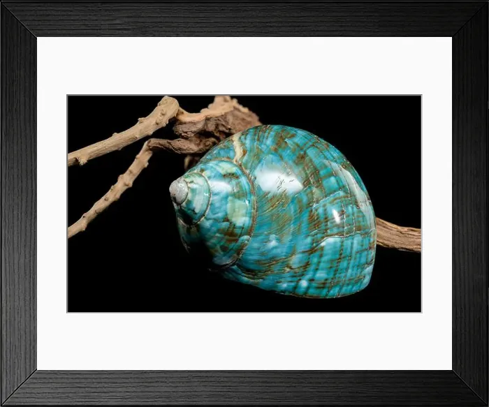 Framed Print : A vibrant turquoise nautilus shell with swirling brown and white patterns Framed Print : A vibrant turquoise nautilus shell with swirling brown and white patterns