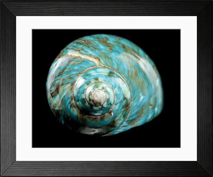 Framed Print : A vibrant turquoise nautilus shell with swirling brown and white patterns against a black background Framed Print : A vibrant turquoise nautilus shell with swirling brown and white patterns against a black background