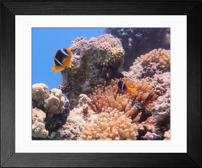 Framed Print : Anemonefish, Clownfish Deep Sea Exploration 2025 Clownfish or anemonefish are fishes from the subfamily Amphiprioninae