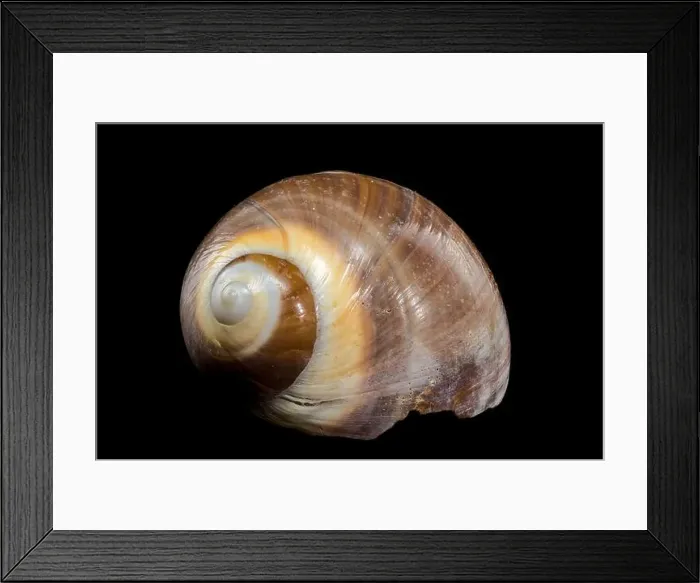 Framed Print : A polished brown moon snail shell with subtle cream and white spirals Framed Print : A polished brown moon snail shell with subtle cream and white spirals