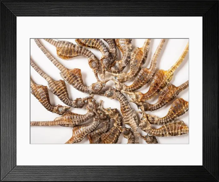 Framed Print : top view dry seahorse or hippocampus on white Framed Print : top view dry seahorse or hippocampus on white