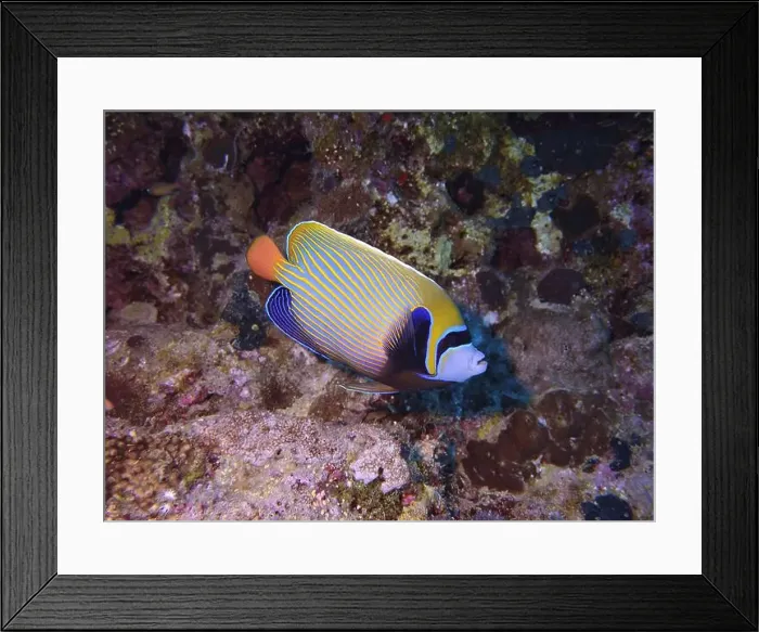 Framed Print : Angelfish, Deep Sea Exploration 2025 Framed Print : Angelfish, Deep Sea Exploration 2025