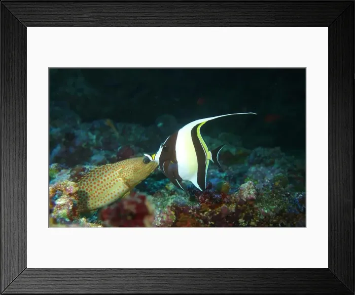 Framed Print : Butterflyfish, Deep Sea Exploration 2025 Framed Print : Butterflyfish, Deep Sea Exploration 2025
