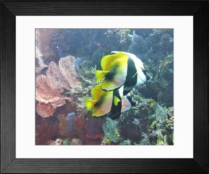 Framed Print : Butterflyfish, Deep Sea Exploration 2025 Framed Print : Butterflyfish, Deep Sea Exploration 2025