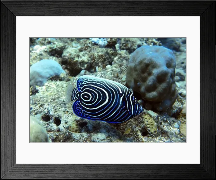 Framed Print : Angelfish, Deep Sea Exploration 2025 Framed Print : Angelfish, Deep Sea Exploration 2025