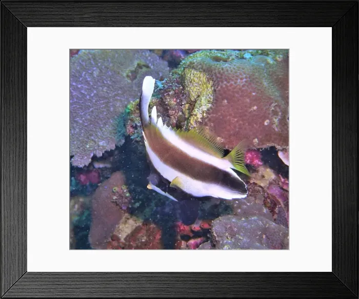 Framed Print : Butterflyfish, Deep Sea Exploration 2025 Framed Print : Butterflyfish, Deep Sea Exploration 2025