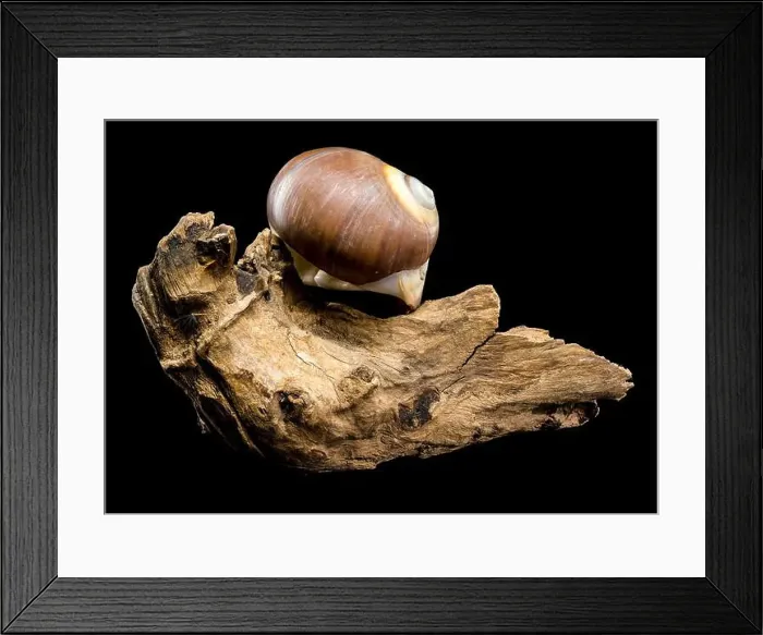 Framed Print : A polished brown moon snail shell with subtle cream and white spirals Framed Print : A polished brown moon snail shell with subtle cream and white spirals