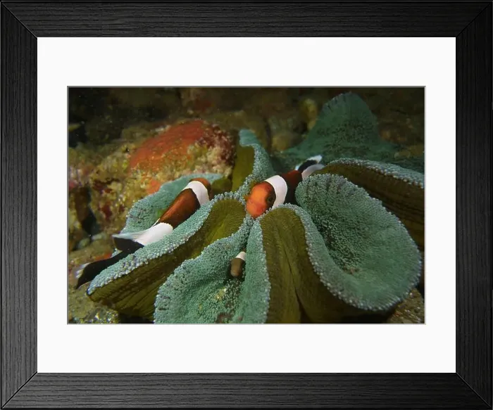 Framed Print : Anemonefish, Clownfish Deep Sea Exploration 2025 Clownfish or anemonefish are fishes from the subfamily Amphiprioninae