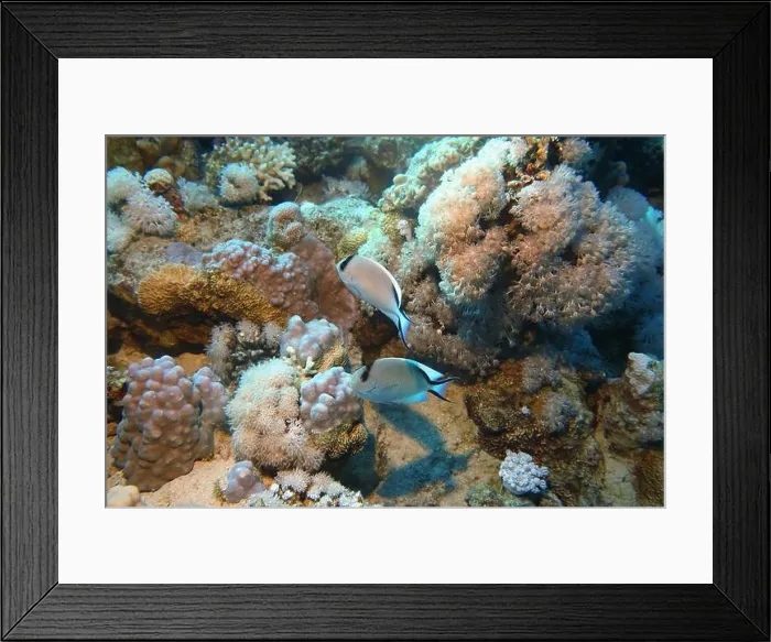 Framed Print : Angelfish, Deep Sea Exploration 2025 Framed Print : Angelfish, Deep Sea Exploration 2025
