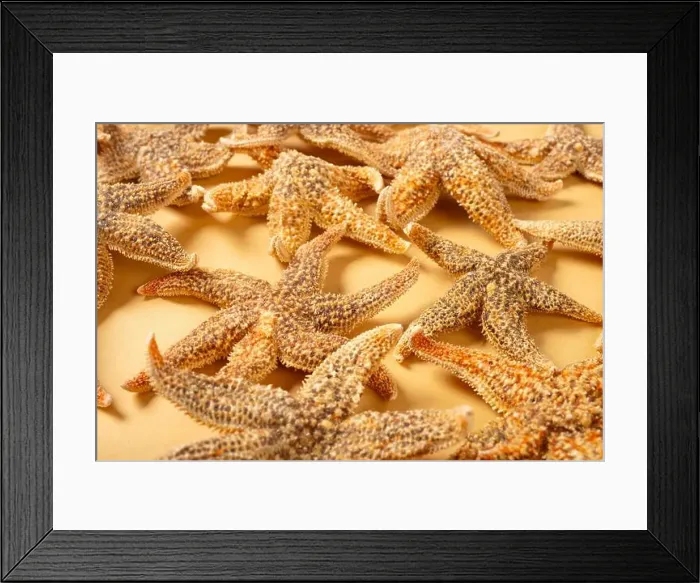 Framed Print : angle view Chinese medicine starfish or Asteroidea horizontal composition Framed Print : angle view Chinese medicine starfish or Asteroidea horizontal composition