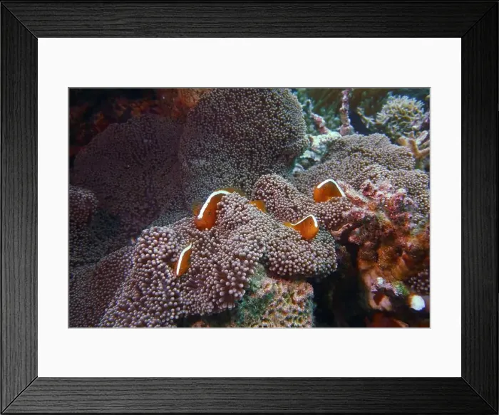 Framed Print : Anemonefish, Clownfish Deep Sea Exploration 2025 Clownfish or anemonefish are fishes from the subfamily Amphiprioninae Framed Print : Anemonefish, Clownfish Deep Sea Exploration 2025 Clownfish or anemonefish are fishes from the subfamily Amphiprioninae