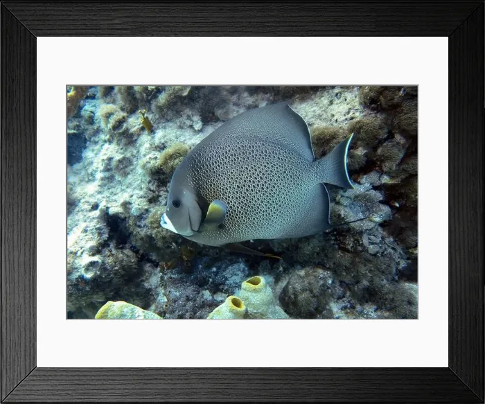 Framed Print : Angelfish, Deep Sea Exploration 2025 Framed Print : Angelfish, Deep Sea Exploration 2025