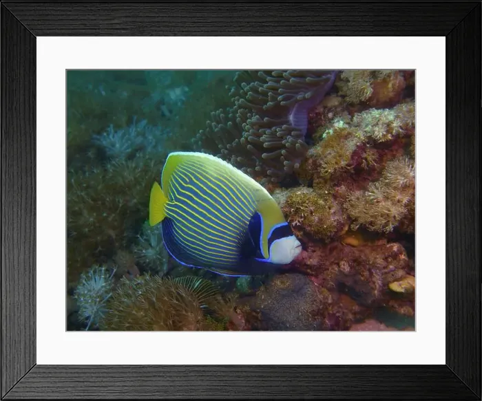 Framed Print : Angelfish, Deep Sea Exploration 2025 Framed Print : Angelfish, Deep Sea Exploration 2025