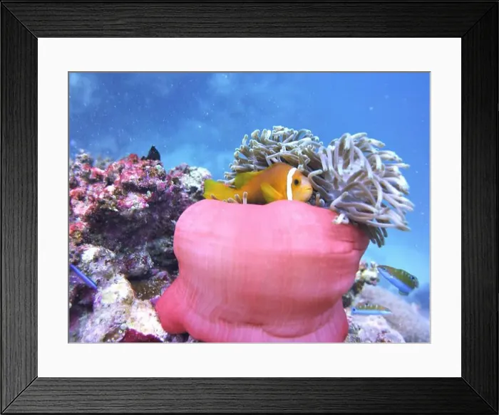 Framed Print : Anemonefish, Clownfish Deep Sea Exploration 2025 Clownfish or anemonefish are fishes from the subfamily Amphiprioninae Framed Print : Anemonefish, Clownfish Deep Sea Exploration 2025 Clownfish or anemonefish are fishes from the subfamily Amphiprioninae
