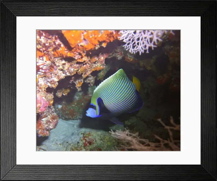 Framed Print : Angelfish, Deep Sea Exploration 2025 Framed Print : Angelfish, Deep Sea Exploration 2025