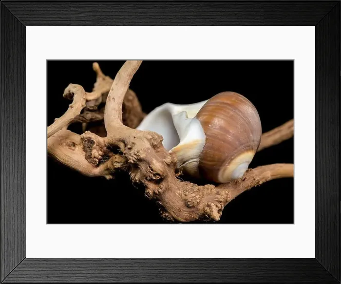 Framed Print : A polished brown moon snail shell with subtle cream and white spirals Framed Print : A polished brown moon snail shell with subtle cream and white spirals