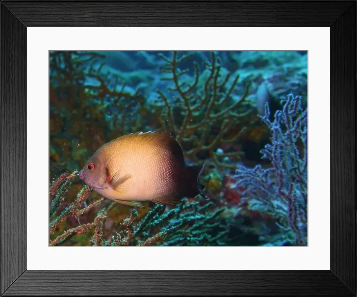 Framed Print : Angelfish, Deep Sea Exploration 2025 Framed Print : Angelfish, Deep Sea Exploration 2025