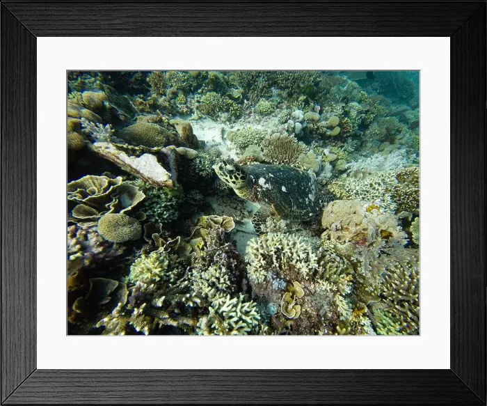 Framed Print : Green Sea Turtle Chelonia Mydas Resting Underwater on the Coral Reef in Komodo, Indonesia Framed Print : Green Sea Turtle Chelonia Mydas Resting Underwater on the Coral Reef in Komodo, Indonesia
