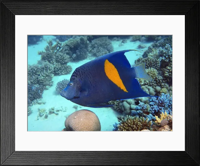 Framed Print : Angelfish, Deep Sea Exploration 2025 Framed Print : Angelfish, Deep Sea Exploration 2025