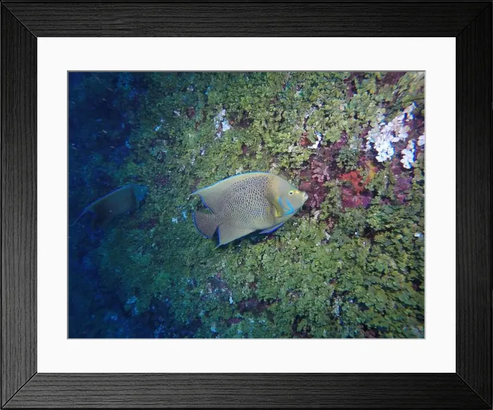 Framed Print : Angelfish, Deep Sea Exploration 2025 Framed Print : Angelfish, Deep Sea Exploration 2025