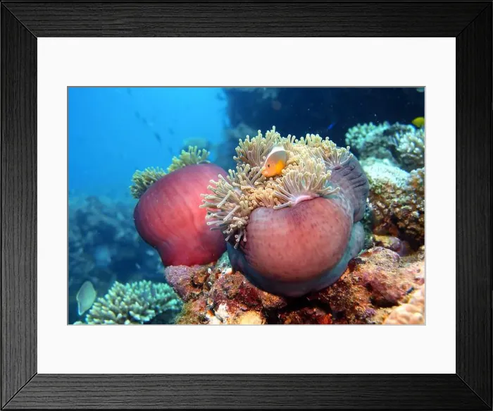 Framed Print : Anemonefish, Clownfish Deep Sea Exploration 2025 Clownfish or anemonefish are fishes from the subfamily Amphiprioninae Framed Print : Anemonefish, Clownfish Deep Sea Exploration 2025 Clownfish or anemonefish are fishes from the subfamily Amphiprioninae