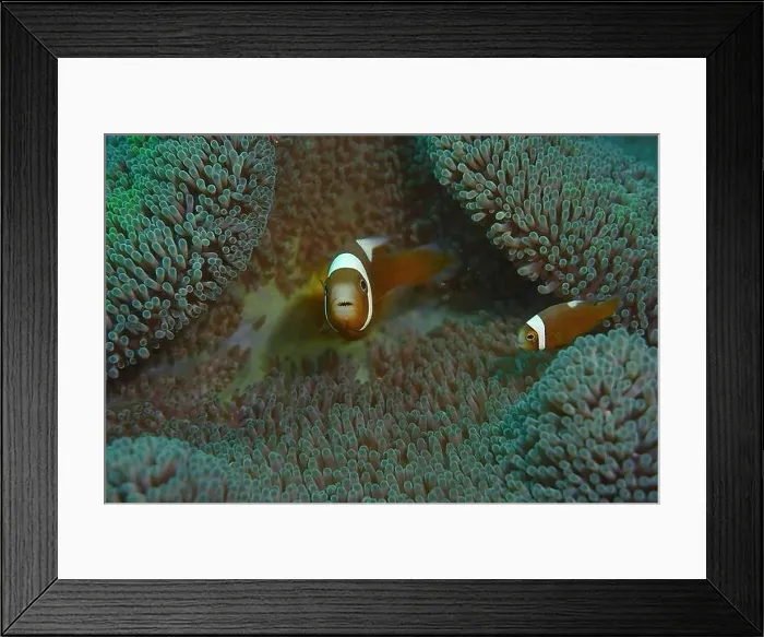 Framed Print : Anemonefish, Clownfish Deep Sea Exploration 2025 Clownfish or anemonefish are fishes from the subfamily Amphiprioninae Framed Print : Anemonefish, Clownfish Deep Sea Exploration 2025 Clownfish or anemonefish are fishes from the subfamily Amphiprioninae