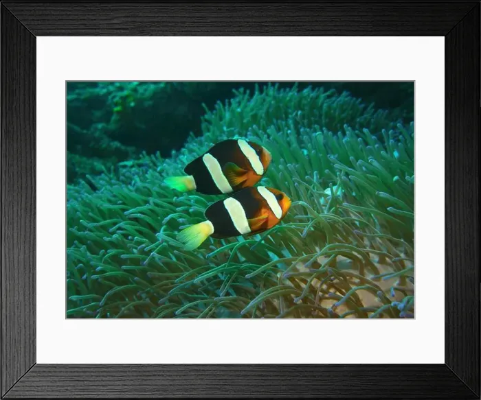 Framed Print : Anemonefish, Clownfish Deep Sea Exploration 2025 Clownfish or anemonefish are fishes from the subfamily Amphiprioninae Framed Print : Anemonefish, Clownfish Deep Sea Exploration 2025 Clownfish or anemonefish are fishes from the subfamily Amphiprioninae