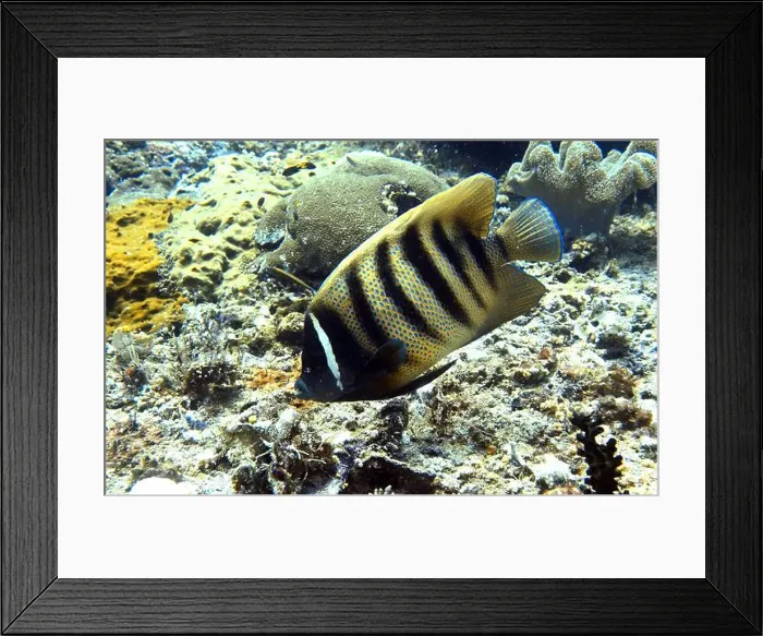 Framed Print : Angelfish, Deep Sea Exploration 2025 Framed Print : Angelfish, Deep Sea Exploration 2025