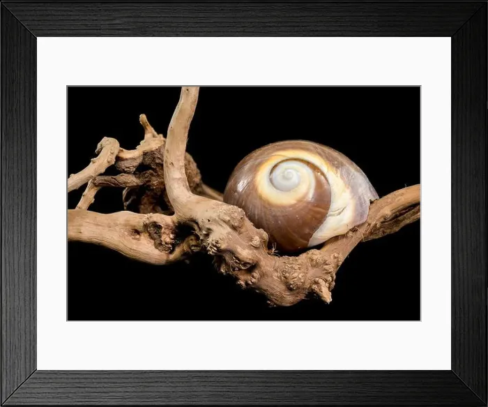 Framed Print : A polished brown moon snail shell with subtle cream and white spirals
