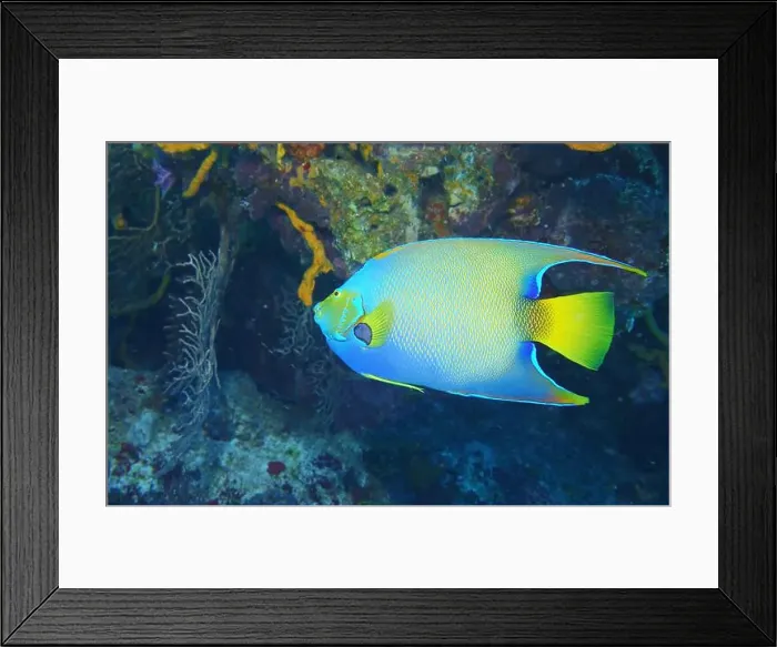 Framed Print : Angelfish, Deep Sea Exploration 2025 Framed Print : Angelfish, Deep Sea Exploration 2025