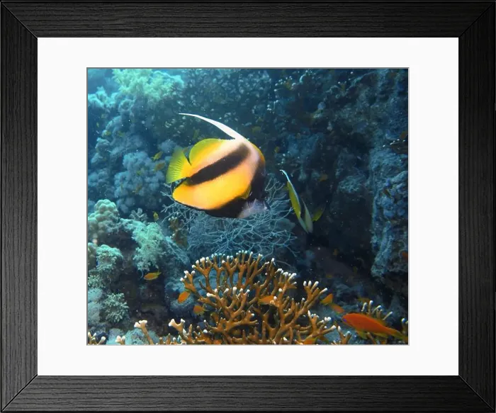 Framed Print : Butterflyfish, Deep Sea Exploration 2025 Framed Print : Butterflyfish, Deep Sea Exploration 2025