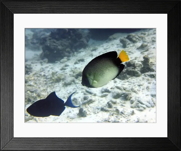 Framed Print : Angelfish, Deep Sea Exploration 2025 Framed Print : Angelfish, Deep Sea Exploration 2025