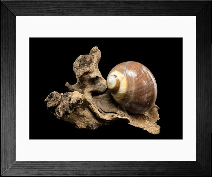 Framed Print : A polished brown moon snail shell with subtle cream and white spirals Framed Print : A polished brown moon snail shell with subtle cream and white spirals