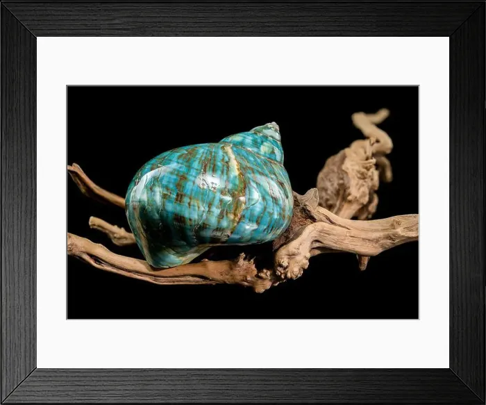 Framed Print : A vibrant turquoise nautilus shell with swirling brown and white patterns Framed Print : A vibrant turquoise nautilus shell with swirling brown and white patterns