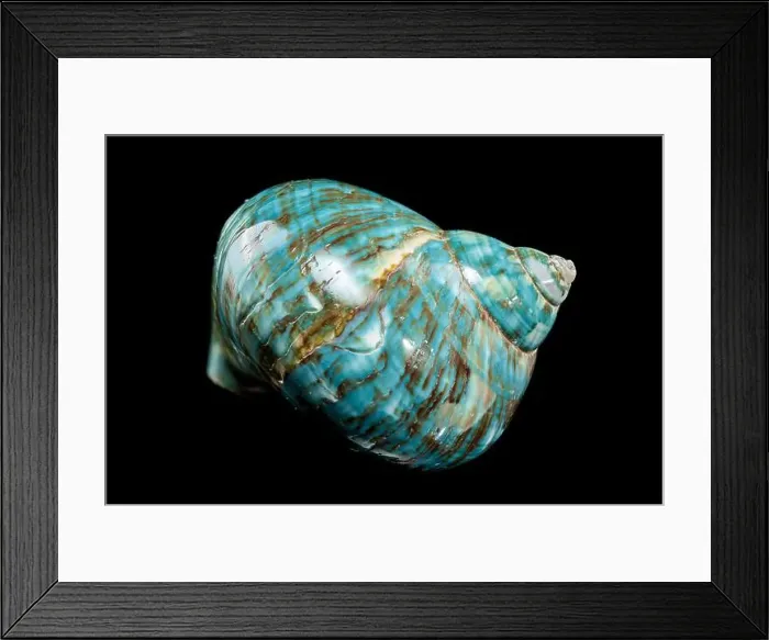 Framed Print : A vibrant turquoise nautilus shell with swirling brown and white patterns against a black background Framed Print : A vibrant turquoise nautilus shell with swirling brown and white patterns against a black background