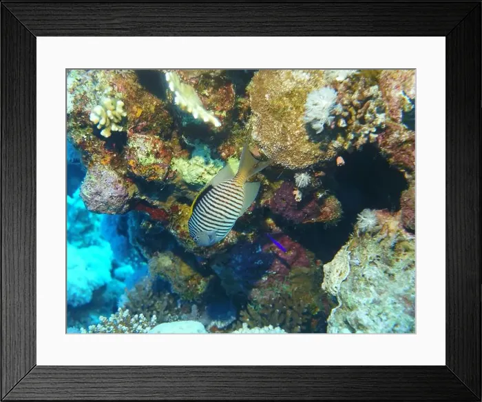 Framed Print : Angelfish, Deep Sea Exploration 2025 Framed Print : Angelfish, Deep Sea Exploration 2025