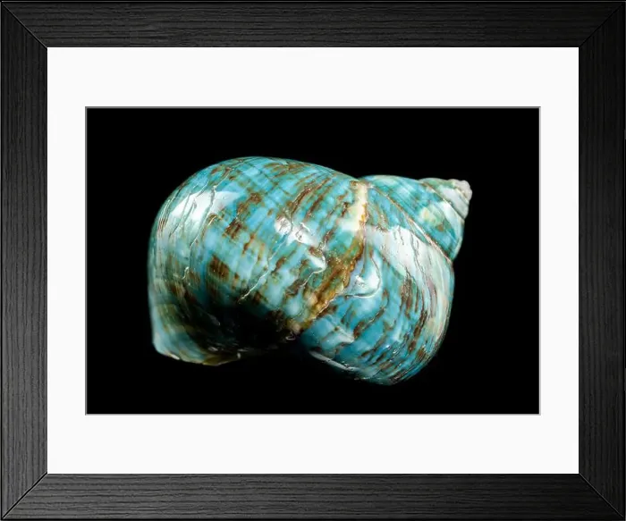 Framed Print : A vibrant turquoise nautilus shell with swirling brown and white patterns against a black background Framed Print : A vibrant turquoise nautilus shell with swirling brown and white patterns against a black background