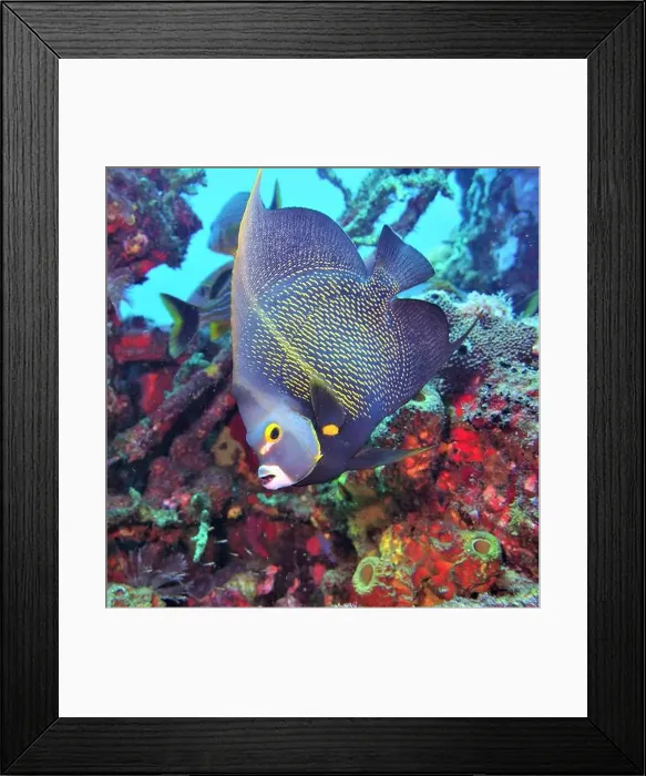 Framed Print : Angelfish, Deep Sea Exploration 2025 Framed Print : Angelfish, Deep Sea Exploration 2025