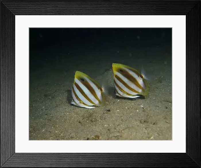 Framed Print : Butterflyfish, Deep Sea Exploration 2025 Framed Print : Butterflyfish, Deep Sea Exploration 2025