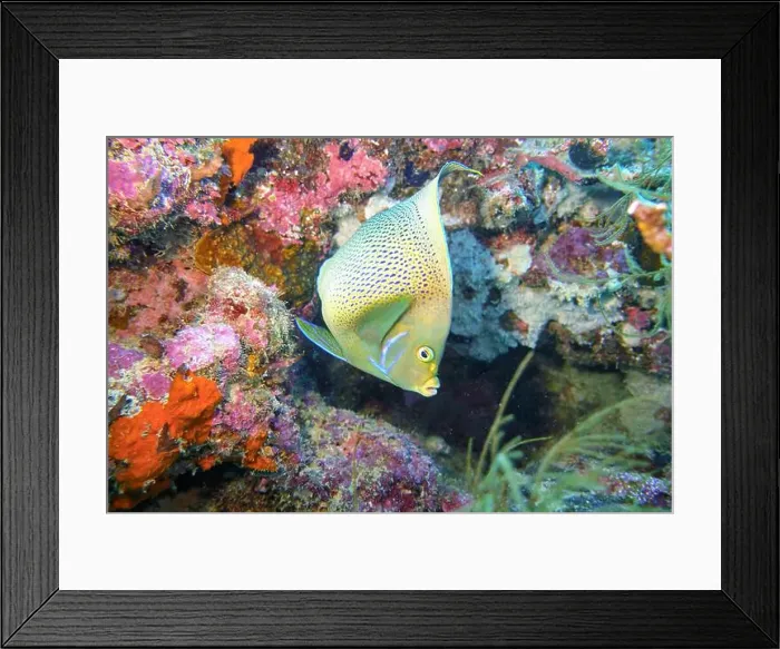 Framed Print : Angelfish, Deep Sea Exploration 2025 Framed Print : Angelfish, Deep Sea Exploration 2025