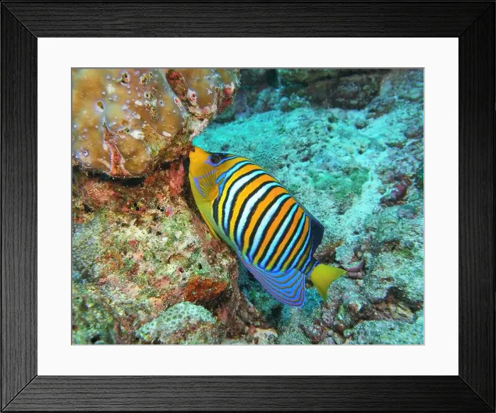 Framed Print : Angelfish, Deep Sea Exploration 2025 Framed Print : Angelfish, Deep Sea Exploration 2025