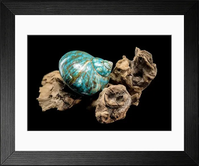 Framed Print : A vibrant turquoise nautilus shell with swirling brown and white patterns Framed Print : A vibrant turquoise nautilus shell with swirling brown and white patterns