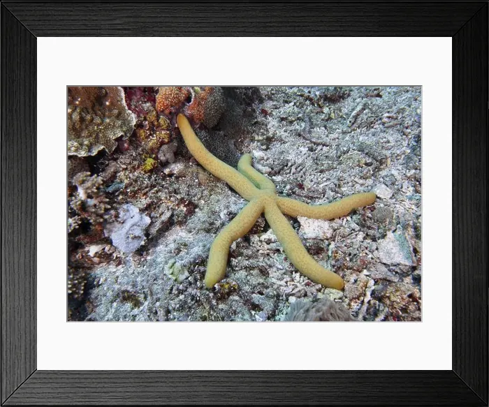 Framed Print : Blue starfish (blue Linckia laevigata) Framed Print : Blue starfish (blue Linckia laevigata)