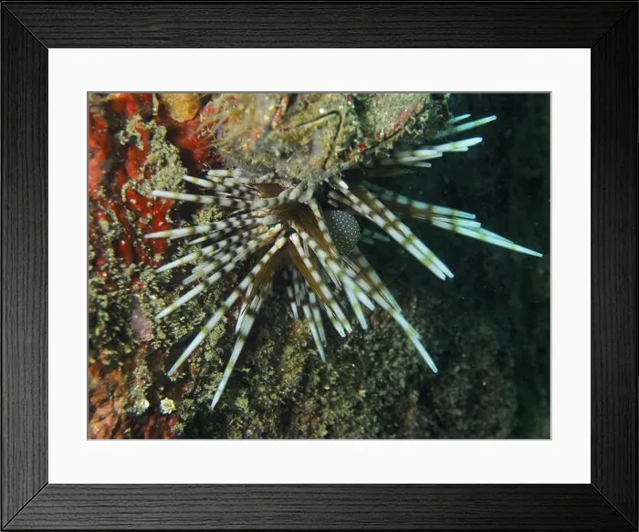 Framed Print : Sea urchin with striped spines Framed Print : Sea urchin with striped spines
