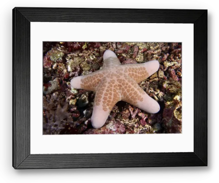 Framed Print : Orange-patterned starfish, granulated roller star (Choriaster granulatus) Framed Print : Orange-patterned starfish, granulated roller star (Choriaster granulatus)