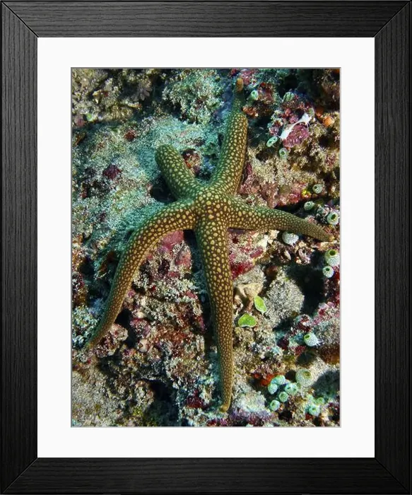 Framed Print : Orange-green starfish, New Caledonia starfish Framed Print : Orange-green starfish, New Caledonia starfish
