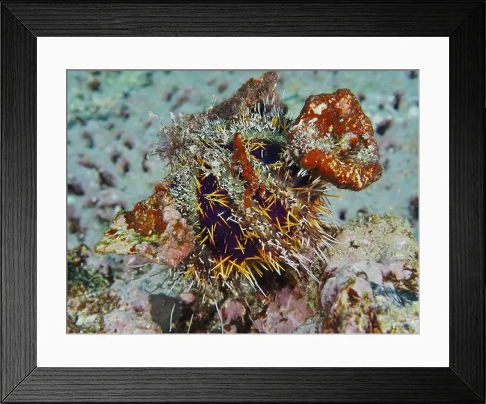 Framed Print : Spiny sea urchin (Tripneustes gratilla) camouflaging itself with orange and colourful objects in a coral reef Framed Print : Spiny sea urchin (Tripneustes gratilla) camouflaging itself with orange and colourful objects in a coral reef
