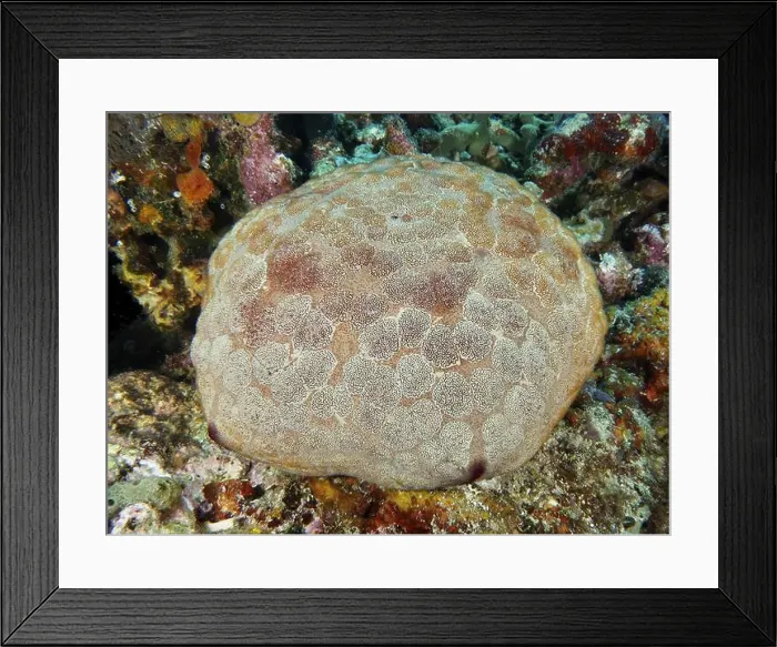 Framed Print : Roundish sea creature with patterned body