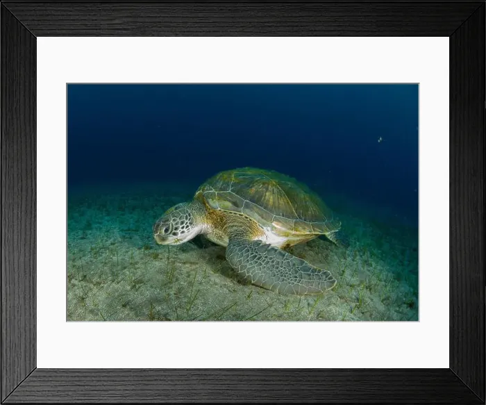 Framed Print : Turtle placidly eating in the underwater meadow at the bottom of the sea Framed Print : Turtle placidly eating in the underwater meadow at the bottom of the sea