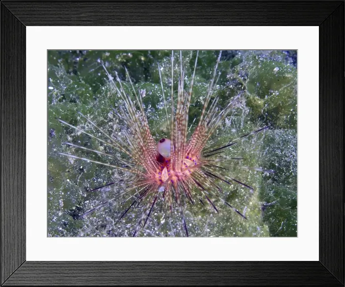 Framed Print : Variable Fire Urchin, Blue spotted sea urchin (Astropyga radiata) Framed Print : Variable Fire Urchin, Blue spotted sea urchin (Astropyga radiata)